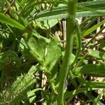 Cardamine crassifolia leaf picture by Francois Mansour (cc-by-sa)