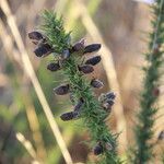 Ulex minor fruit picture by Thomas Guiraud (cc-by-sa)