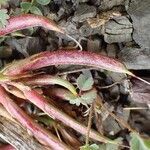 Astragalus monspessulanus fruit picture by Yoan MARTIN (cc-by-sa)