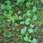 Vitis riparia habit picture by NICOLAS Leconte (cc-by-sa)