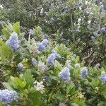 Ceanothus arboreus flower picture by ixidorr husk (cc-by-sa)