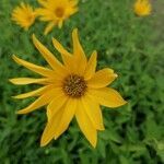 Helianthus x laetiflorus flower picture by Markus Ertmer (cc-by-sa)