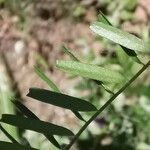 Vicia peregrina leaf picture by Benito Soto Fernando (cc-by-sa)