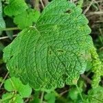 Plectranthus minutiflorus leaf picture by susan brown (cc-by-sa)