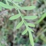 Scabiosa cinerea leaf picture by doune34160 (cc-by-sa)