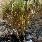 Loricaria complanata habit picture by Fabien Anthelme (cc-by-sa)