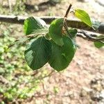 Fagus sylvatica leaf picture by Bacoilieu _Riccardo Scalone (cc-by-sa)