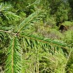 Abies religiosa leaf picture by Fabien Anthelme (cc-by-sa)