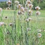 Armeria arenaria habit picture by Cédric Jankowiak (cc-by-sa)