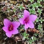 Saxifraga oppositifolia habit picture by Daniel Barthelemy (cc-by-nc)