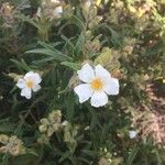 Cistus monspeliensis flower picture by louis niel (cc-by-sa)