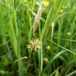 Carex hirta flower picture by Vincent Van De Bor (cc-by-sa)