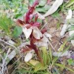 Anacamptis collina leaf picture by marco banano (cc-by-sa)