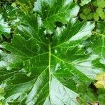 Acanthus mollis leaf picture by Jean Louis Goudeau (cc-by-sa)