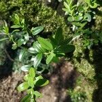 Buxus sempervirens leaf picture by Gérard Courtot (cc-by-sa)