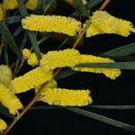 Acacia doratoxylon flower picture by arlas (cc-by-sa)