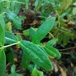 Hypericum hircinum leaf picture by Krzysztof Golucki (cc-by-sa)