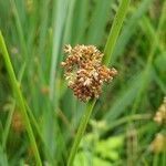 Juncus conglomeratus leaf picture by Dominique Vioux (cc-by-sa)