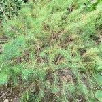 Euphorbia cyparissias habit picture by Alf Alfons (cc-by-sa)