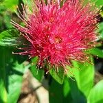 Syzygium malaccense flower picture by Jun Tipay Culinares (cc-by-sa)