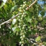 Populus nigra fruit picture by vince Lhypno (cc-by-sa)