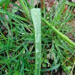 Muscari botryoides leaf picture by Rob van Kessel (cc-by-sa)