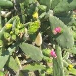 Opuntia cochenillifera leaf picture by ConecTudo (cc-by-sa)