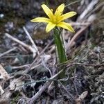 Gagea pratensis habit picture by Pedroso Rui (cc-by-sa)