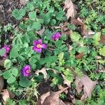 Oxalis purpurea flower picture by Franco-Parguiña Héctor (cc-by-sa)