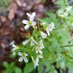 Cardamine amara flower picture by Yvan Fischer (cc-by-sa)