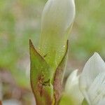 Gentianella campestris fruit picture by Yoan MARTIN (cc-by-sa)