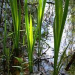 Acorus calamus habit picture by Andrzej Konstantynowicz (cc-by-sa)