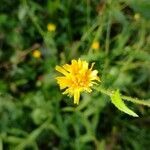 Picris hieracioides flower picture by Christophe Chapuis (cc-by-sa)