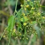 Orthosia virgata flower picture by Trap Hers (cc-by-sa)