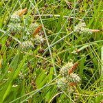 Carex extensa fruit picture by Alain Lagrave (cc-by-sa)