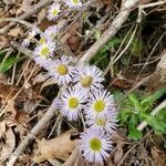 Erigeron pulchellus flower picture by frogs (cc-by-sa)