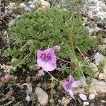 Erodium glandulosum flower picture by Redondo Orlando (cc-by-sa)