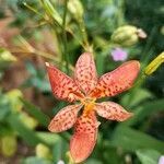 Iris domestica flower picture by KinHero Wu (cc-by-sa)