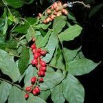 Picramnia teapensis fruit picture by Nelson Zamora Villalobos (cc-by-nc)