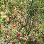 Asparagus officinalis fruit picture by Christophe Lo (cc-by-sa)