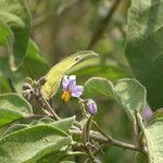 Solanum campylacanthum flower picture by Maarten Vanhove (cc-by-sa)