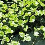 Hydrocotyle ranunculoides leaf picture by Zúñiga Parra josue (cc-by-sa)