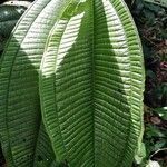 Miconia calvescens leaf picture by Freider Jojoa (cc-by-sa)