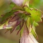 Euphrasia stricta fruit picture by Yoan MARTIN (cc-by-sa)