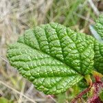 Rubus acanthophyllos leaf picture by Fabien Anthelme (cc-by-sa)