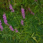 Lythrum salicaria habit picture by Martin Bishop (cc-by-sa)