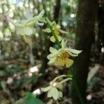 Calanthe sylvatica flower picture by Serge Garnier (cc-by-sa)