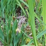 Carex mertensii flower picture by Veronique Boulanger (cc-by-sa)