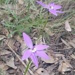 Caladenia catenata flower picture by Mick Prendergast (cc-by-sa)