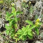 Lantana grisebachii habit picture by Trap Hers (cc-by-sa)